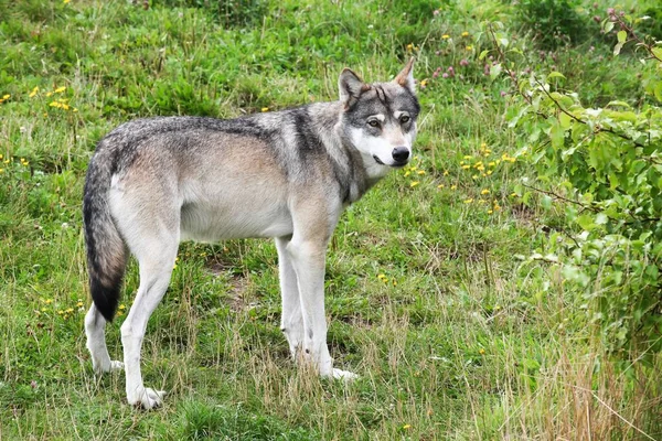 Retrato Lobo Natureza — Fotografia de Stock