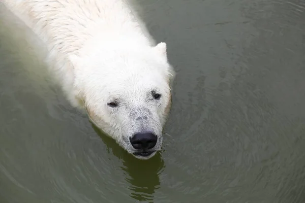北极熊在水里 — 图库照片