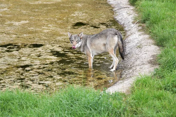 水の中の狼 — ストック写真