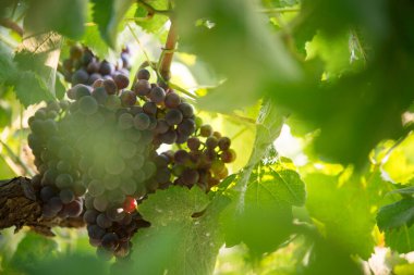 Biyolojik üzüm bağında üzüm