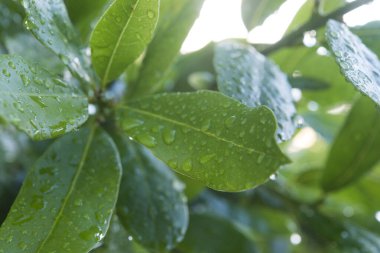 Laurel ağaçta su damlalarıyla