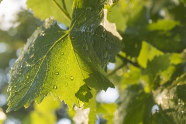 Son zamanlarda günbatımında üzüm yaprağı (üzüm) yağdı