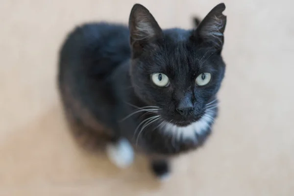 Czarny Kot Siedzi Domu — Zdjęcie stockowe