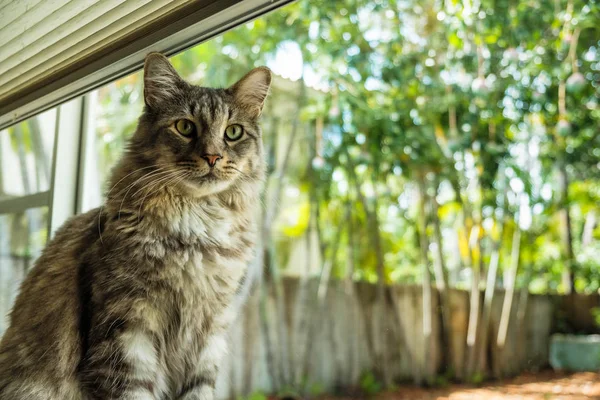 Vista Vicino Maschio Maine Coon Mix Cat Ambiente Domestico — Foto Stock