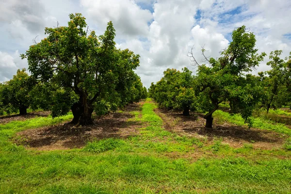 Landscape view of a agricultural avocado grove.