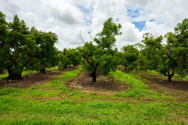 Landschapsmening Van Een Agrarische Avocado Grove — Stockfoto