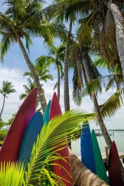 Popüler Florida Keys boyunca sörf tahtaları ve Hindistan cevizi palmiye ağaçları ile defne doğal görünümünü.
