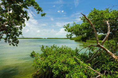 Popüler Florida Keys Körfez boyunca mangrov ağaçlarıyla görünümünü deniz manzarası.