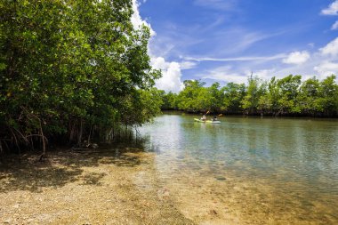 Körfezin Kuzey Miami Beach Oleta River Eyalet Parkı'boyunca mangrov bataklık zevk kanocu doğal görünümünü.