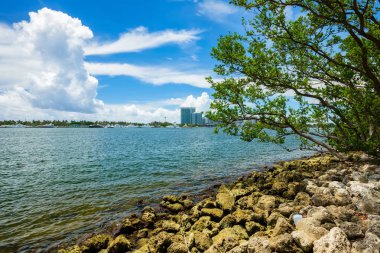 Doğal defne görünümü Kuzey Miami Beach Oleta River Eyalet Parkı '.