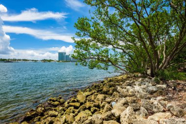 Doğal defne görünümü Kuzey Miami Beach Oleta River Eyalet Parkı '.