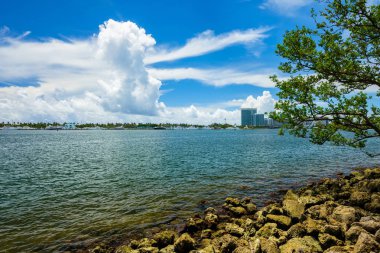 Doğal defne görünümü Kuzey Miami Beach Oleta River Eyalet Parkı '.
