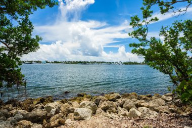 Doğal defne görünümü Kuzey Miami Beach Oleta River Eyalet Parkı '.