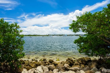 Doğal defne görünümü Kuzey Miami Beach Oleta River Eyalet Parkı '.