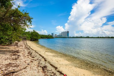 Doğal defne görünümü Kuzey Miami Beach Oleta River Eyalet Parkı '.