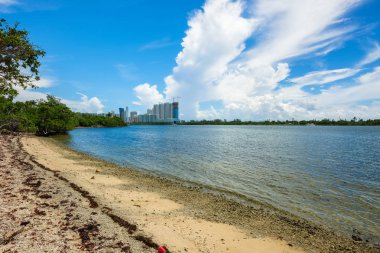 Doğal defne görünümü Kuzey Miami Beach Oleta River Eyalet Parkı '.