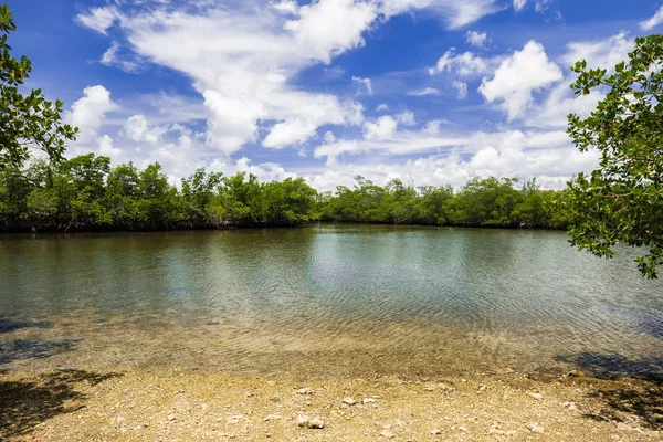 Vue Panoramique Sur Baie Marais Mangrove Long Baie Dans Parc — Photo