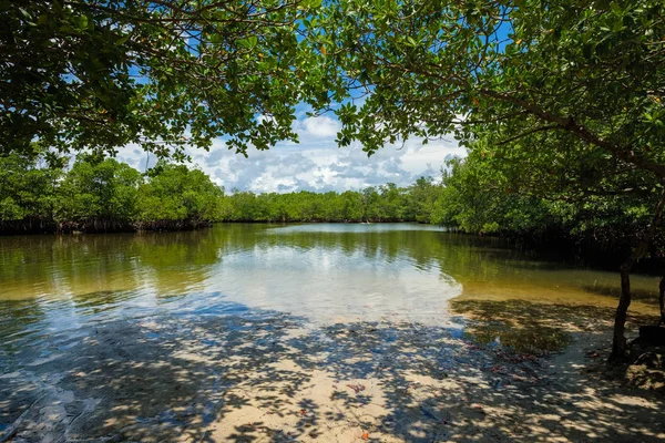 Vista Panorámica Bahía Del Manglar Largo Bahía Oleta River State —  Fotos de Stock