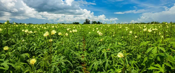 Landscape View Freshly Growing Agriculture Field — Stock Photo, Image