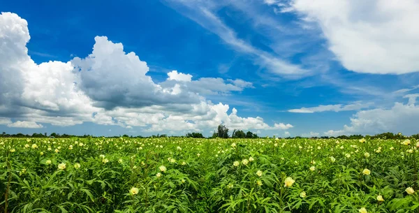 Landskap Syn Ett Nytt Växande Jordbruk Fält — Stockfoto