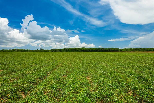 Vista Paisagem Campo Agrícola Crescimento Recente — Fotografia de Stock