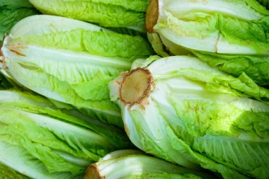Romaine marul kalplerin görünümü kapatın.