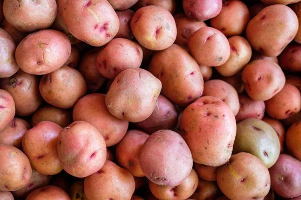 Zbliżenie Sprawy Świeże Uprawy Ziemniaków — Zdjęcie stockowe