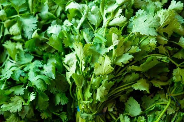 Vista Cerca Racimos Cilantro Fresco Hierba Cilantro — Foto de Stock