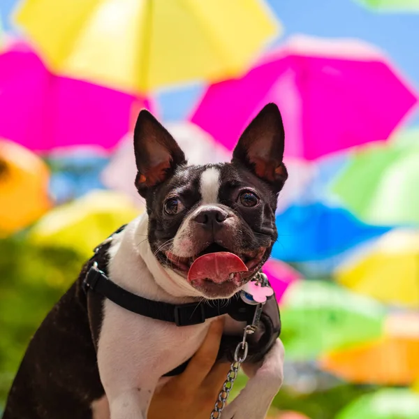 Niedliche Weibliche Französische Bulldogge Mit Einem Hintergrund Von Regenschirmen Den — Stockfoto