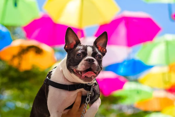 Söt Kvinna Fransk Bulldog Med Bakgrund Paraplyer Himlen — Stockfoto