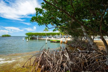 Popüler Florida Keys bayside mangrov ağaçlar ve koltuklar ile birlikte doğal görünümünü.