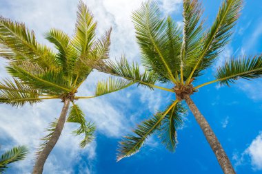Güzel uzun boylu Hindistan cevizi palmiye ağaçları mavi gökyüzü ve bulutlar popüler Florida Keys karşı.