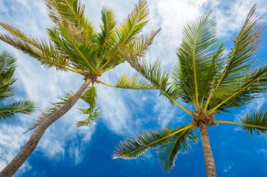 Güzel uzun boylu Hindistan cevizi palmiye ağaçları mavi gökyüzü ve bulutlar popüler Florida Keys karşı.