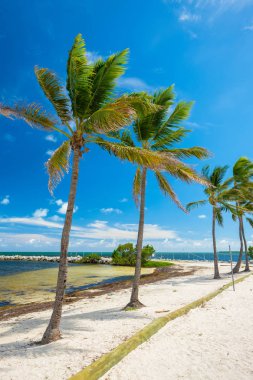 Popüler Florida Keys bayside boyunca doğal görünümünü.