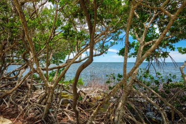 Popüler Florida Keys boyunca mangrov ağaçlarıyla bayside doğal görünümünü.