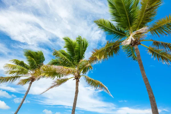 美丽的高大椰子树对蓝色的天空和云在流行的佛罗里达键 — 图库照片