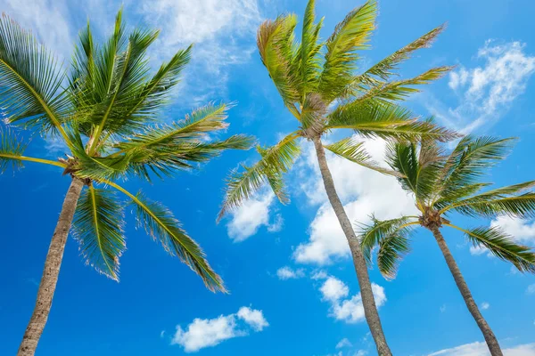 Высокие Кокосовые Пальмы Фоне Голубого Неба Облаков Популярном Флоридском Кейсе — стоковое фото