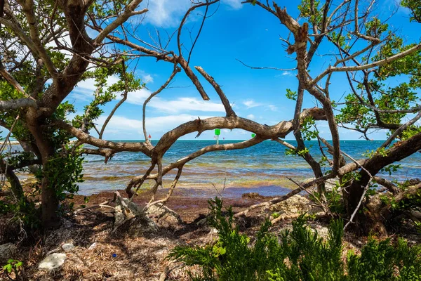 Malowniczy Widok Popularne Florida Keys Wzdłuż Bayside Drzewa Mangrowe — Zdjęcie stockowe