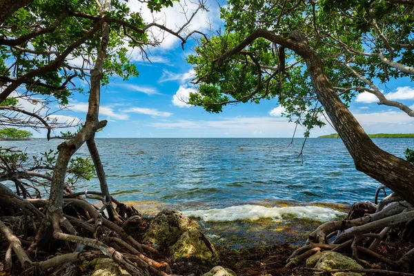 Живописный Вид Популярный Florida Keys Вдоль Берега Мангровыми Деревьями — стоковое фото
