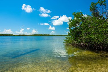 Scenic view of the popular Florida Keys with mangrove trees along the bay. clipart
