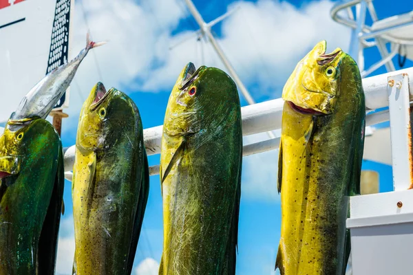 Freshly caught Atlantic dolphin fish at a marina in the Florida Keys.