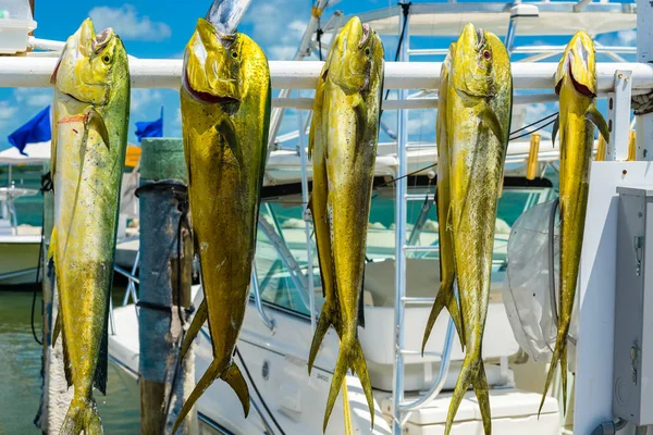 Vers Gevangen Atlantische Dolfijn Vis Een Jachthaven Florida Keys — Stockfoto