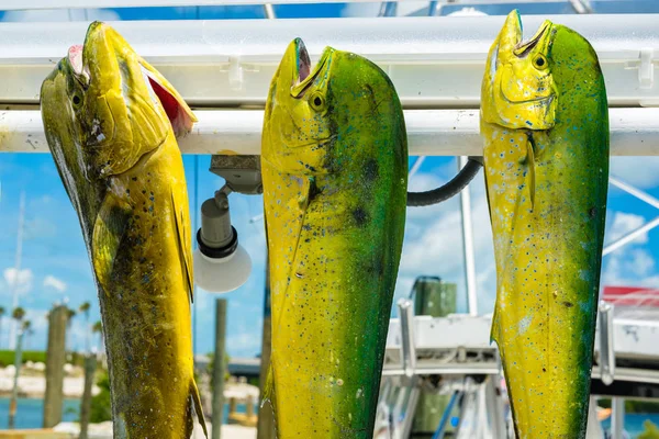 Frisch Gefangener Atlantischer Delfinfisch Einem Yachthafen Den Florida Keys — Stockfoto