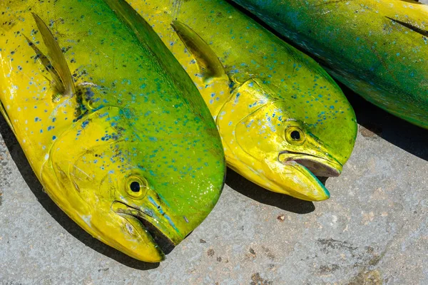 Pescado Delfines Del Atlántico Recién Capturado Puerto Deportivo Los Cayos — Foto de Stock