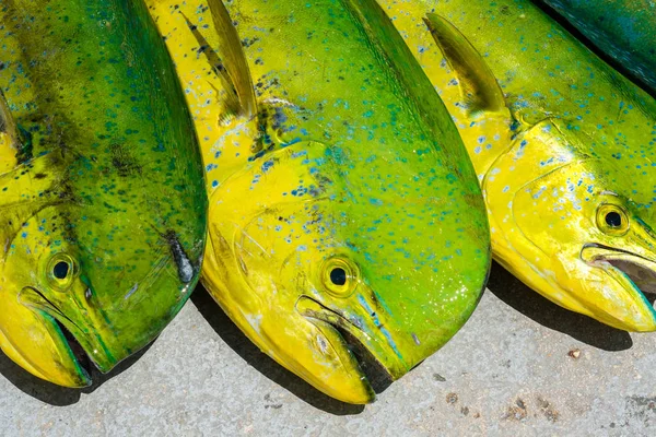 フロリダのキーのマリーナで大西洋のイルカの魚が獲れ — ストック写真