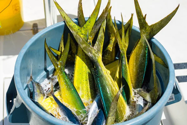 Cubo Lleno Pescado Recién Capturado Delfín Atlántico Puerto Deportivo Los — Foto de Stock