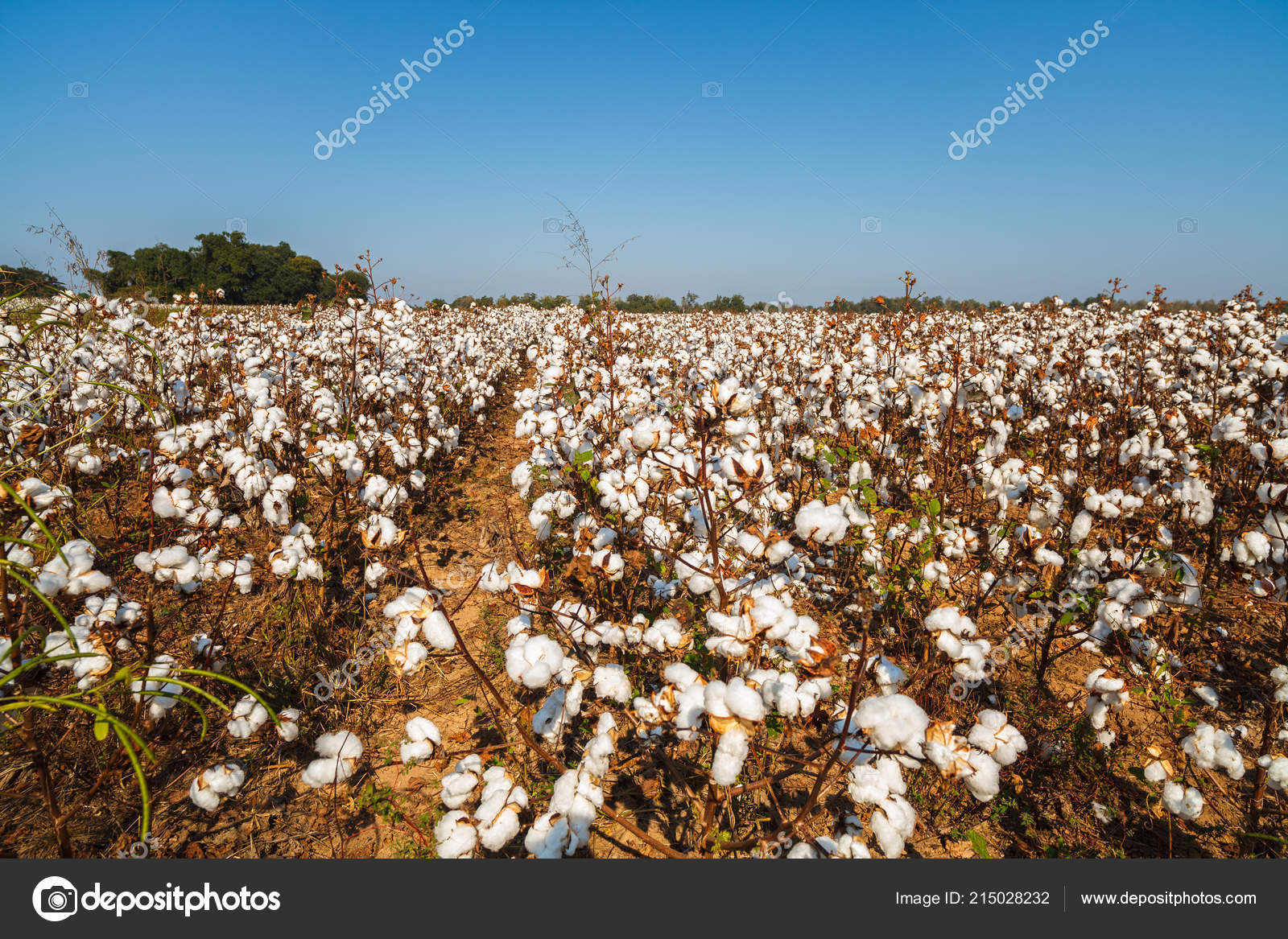 Beautiful Cotton Field Alabama Stock Photo by ©fotoluminate 215028232
