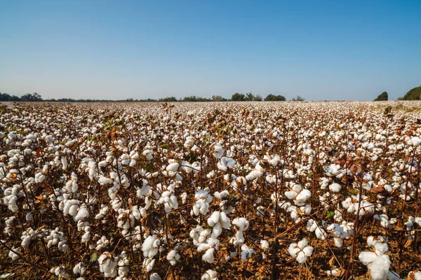 Piękne Bawełniane Pole Stanie Alabama — Zdjęcie stockowe