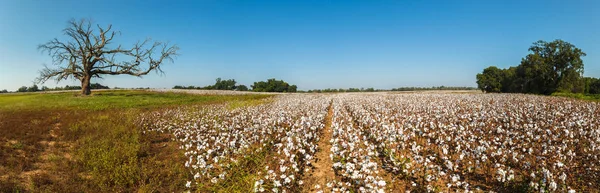 在阿拉巴马州的美丽棉田 — 图库照片