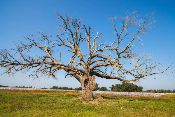 Belo Campo Algodão Alabama — Fotografia de Stock